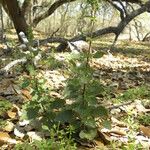 Urtica chamaedryoides Buveinė