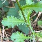 Leucanthemum vulgare Leaf