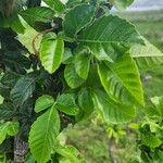 Allophylus rubifolius Leaf