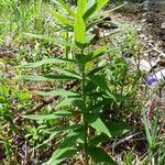 Polygonatum verticillatum ഇല