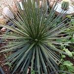 Agave filifera Leaf