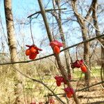 Euonymus atropurpureus Frutto