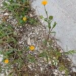 Calendula arvensis Habit