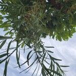 Tapinanthus cordifolius Blad