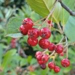 Aronia arbutifolia Fruit