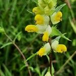 Rhinanthus major Квітка