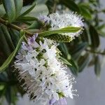 Hebe salicifolia Blüte