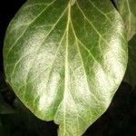 Hedera helix Φύλλο