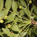 Bursera graveolens Φρούτο