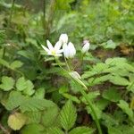 Allium pendulinum Lorea