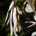 Epipactis purpurata Flower