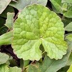 Centella asiatica Folha