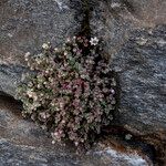 Sedum dasyphyllumFiore