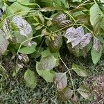 Fraxinus americana 葉