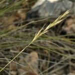 Helictochloa bromoides Mbuma