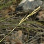 Helictochloa bromoides 果実