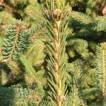 Picea sitchensis Foglia