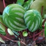 Peperomia argyreia Folha