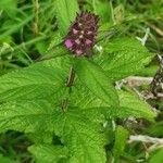 Stachys palustris Žiedas