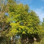 Gleditsia triacanthos叶