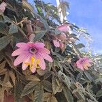 Passiflora pinnatistipula Virág