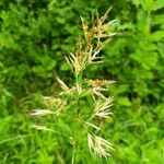 Avenula pubescens Fula