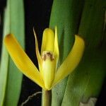 Maxillaria confusa Fruto
