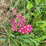 Achillea distansBlomst