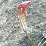Arisarum vulgare Kwiat