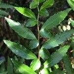 Azara lanceolata Blatt