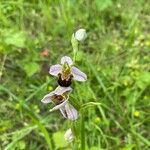 Ophrys apifera 花