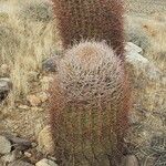 Ferocactus cylindraceus Blad