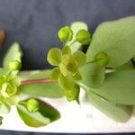 Berberis hamiltoniana Hábito