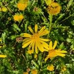 Euryops chrysanthemoides Floro