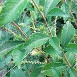 Acalypha siamensis Fruit