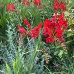 Crocosmia paniculata 花