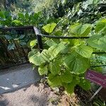 Dioscorea sansibarensis Celota