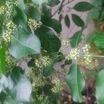 Euonymus hamiltonianus 果實