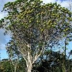 Melaleuca pancheri 整株植物