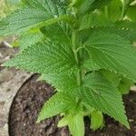 Nepeta subsessilis 'Blue Panther'Leaf