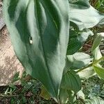 Zinnia elegans Blatt