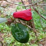 Rhododendron sherriffii Hoja