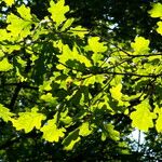 Quercus × rosacea Blad