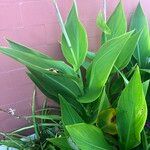 Canna flaccida Blatt