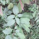 Phytolacca americana Агульны выгляд