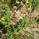 Chamaecytisus hirsutus Foglia