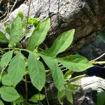 Solanum seaforthianum Leaf