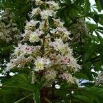 Aesculus hippocastanum Цветок
