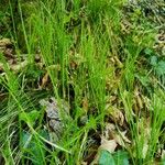 Carex alba 葉