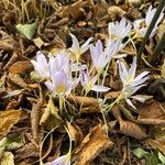 Crocus kotschyanusLorea